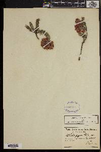 Erica glauca image