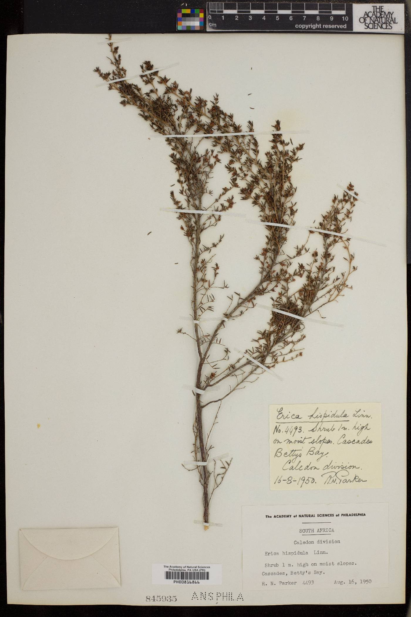 Erica hispidula image