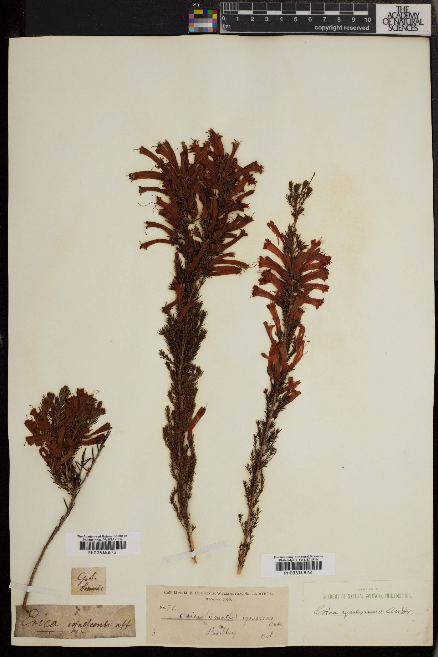 Erica curviflora image