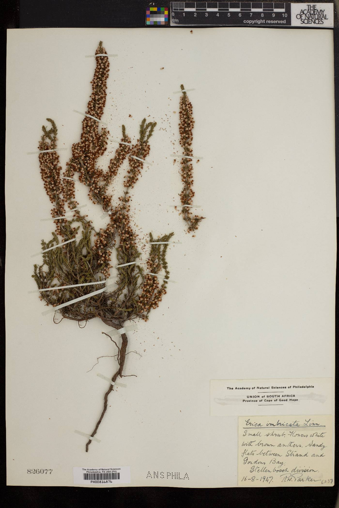 Erica imbricata image