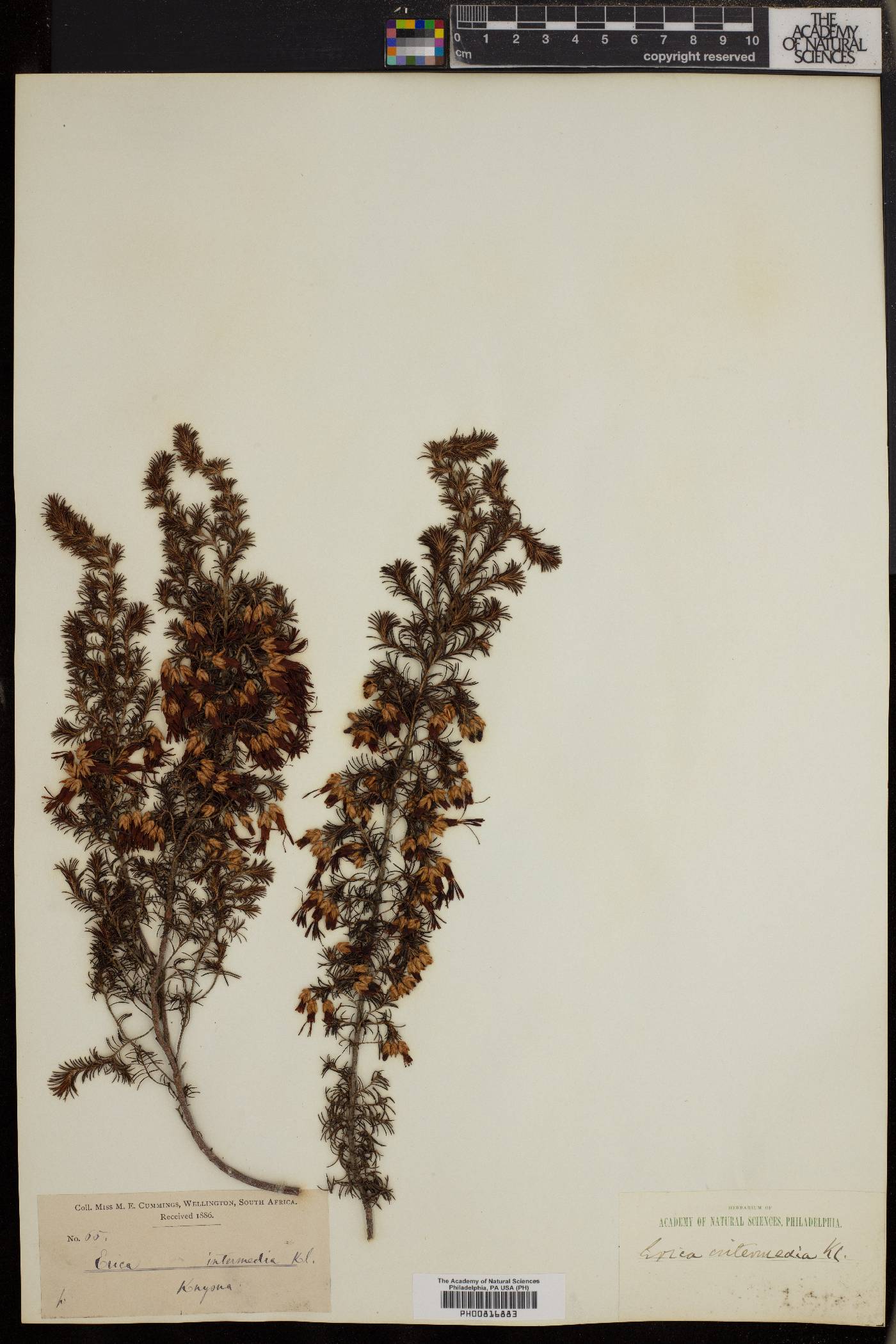 Erica intermedia image