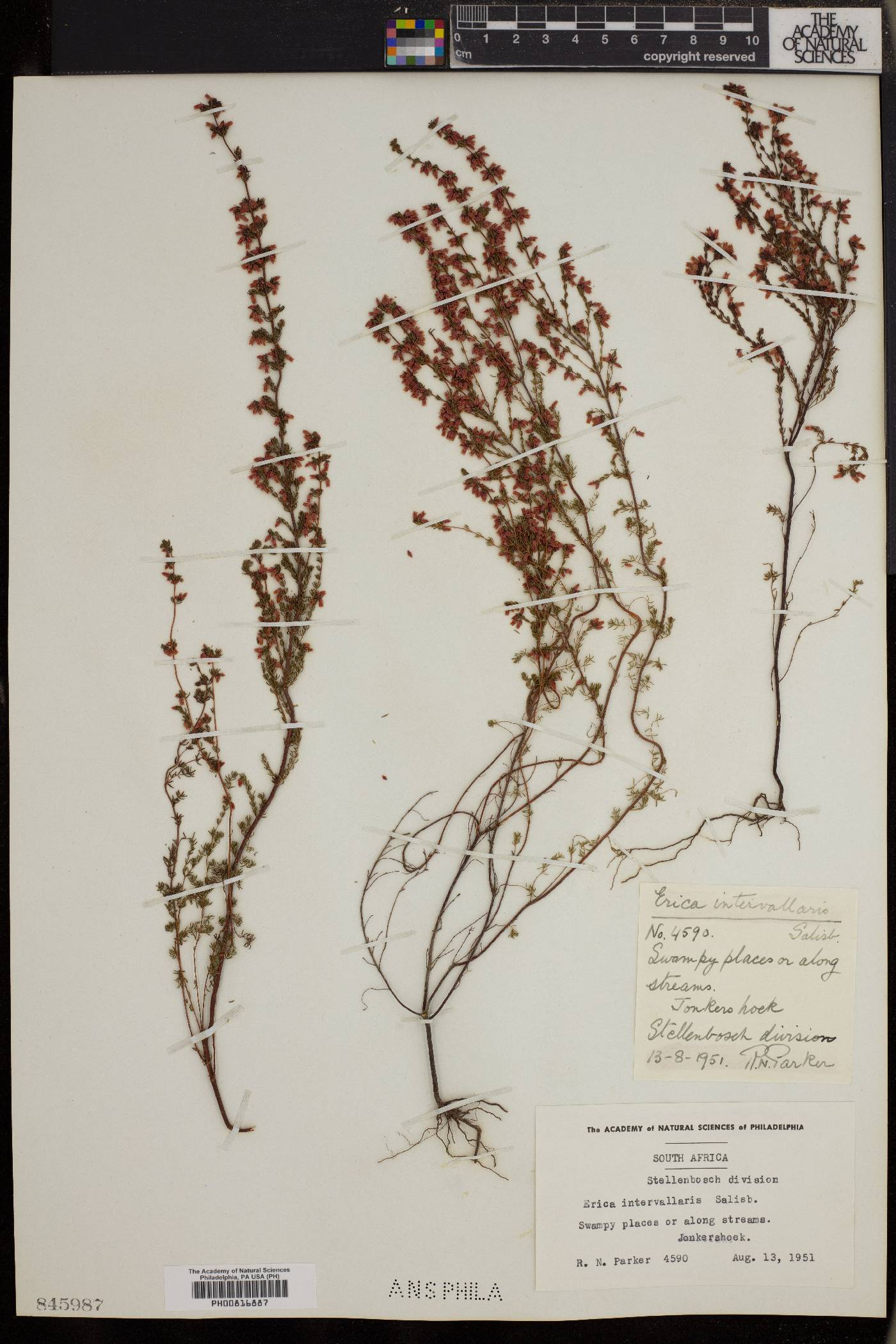 Erica intervallaris image