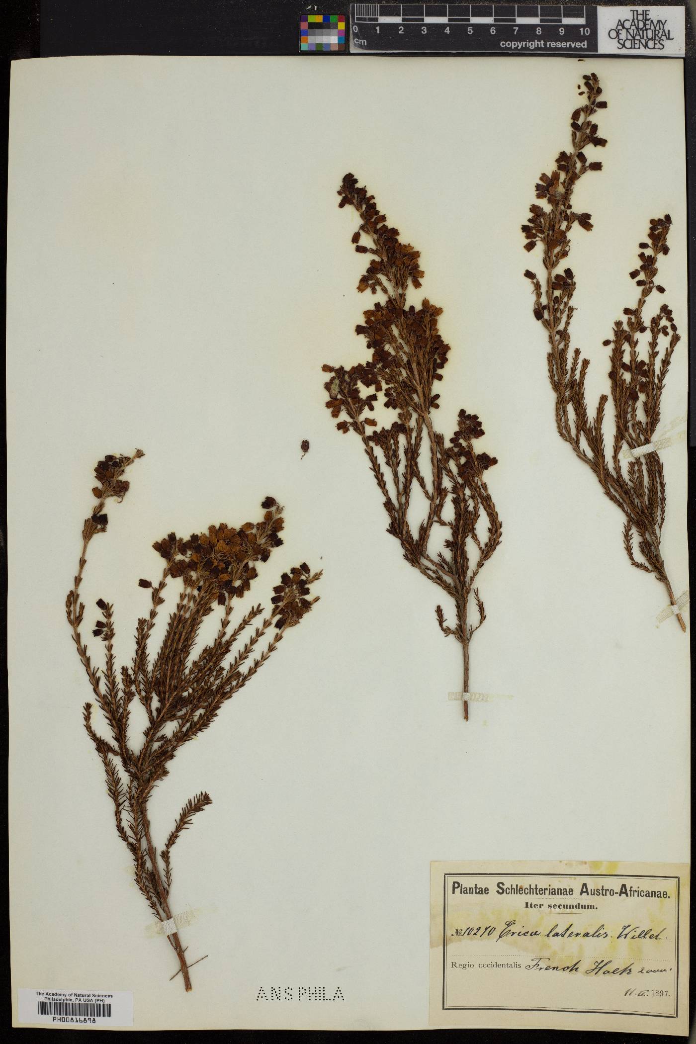 Erica lateralis image