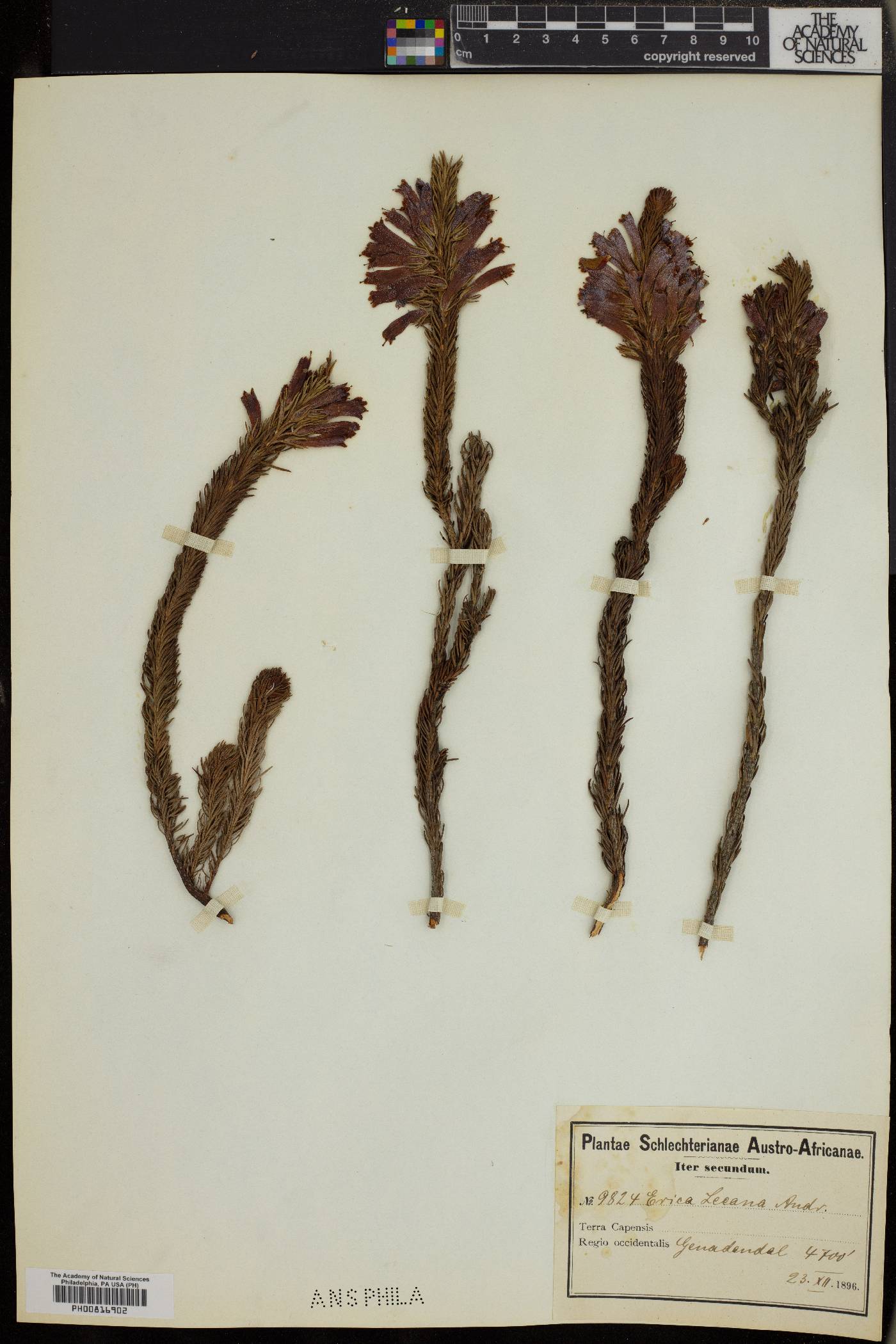 Erica viscaria image