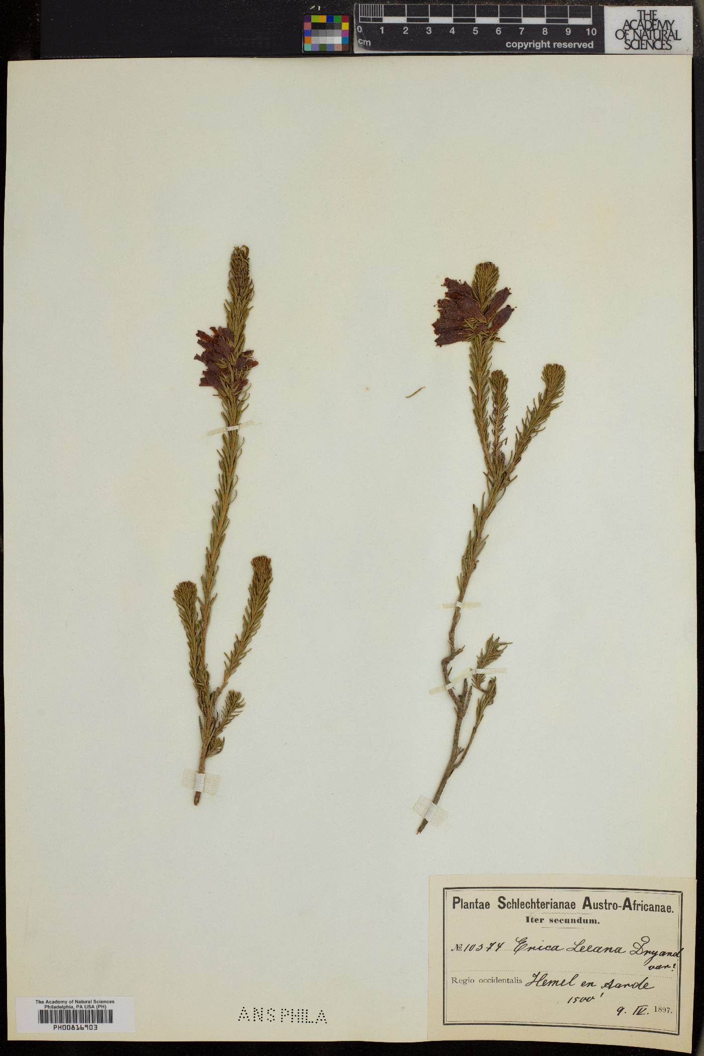 Erica viscaria subsp. longifolia image