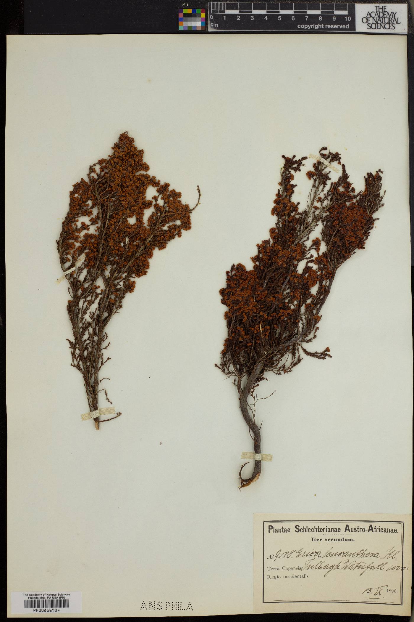 Erica leucanthera image