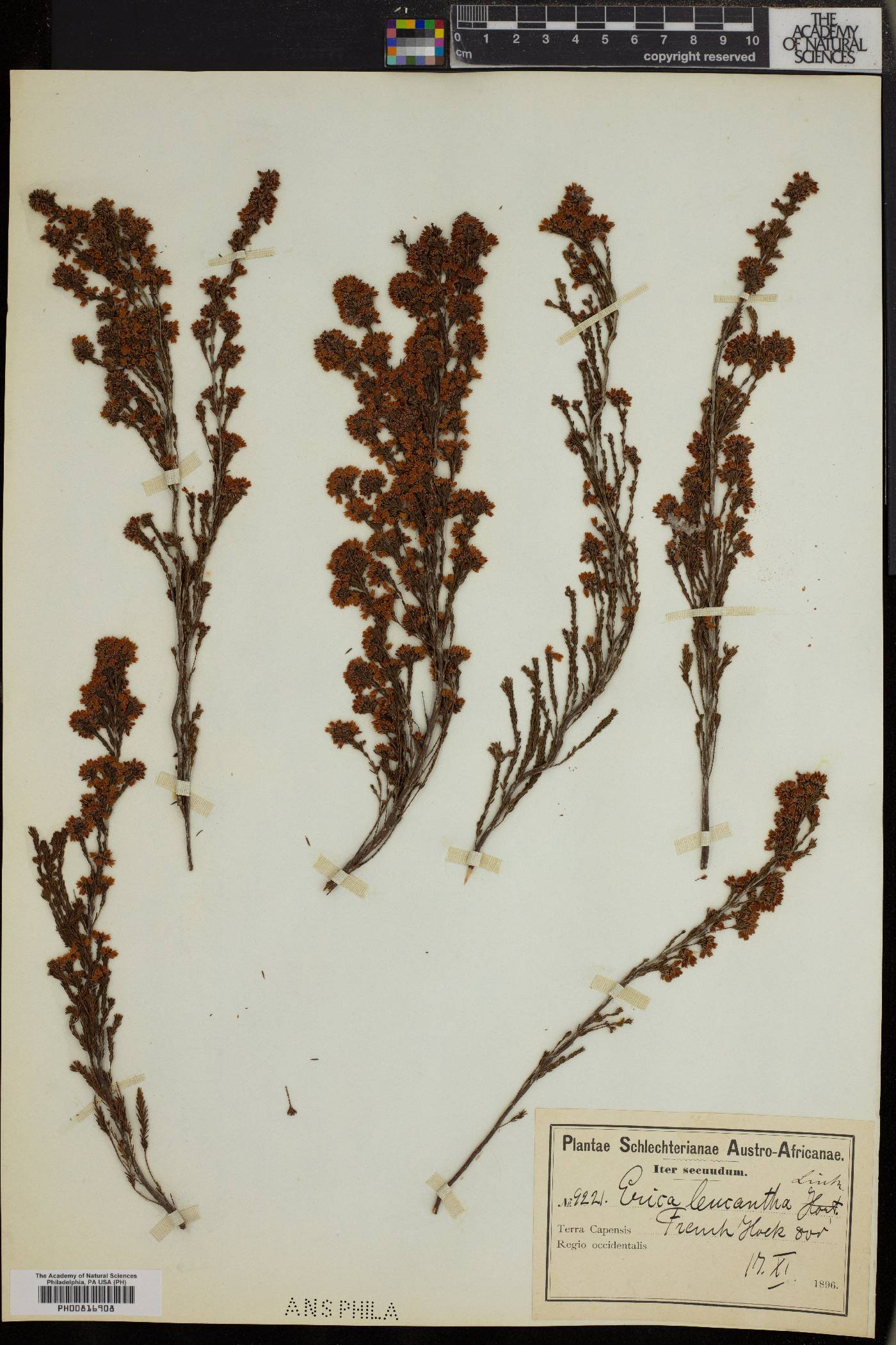 Erica leucantha image