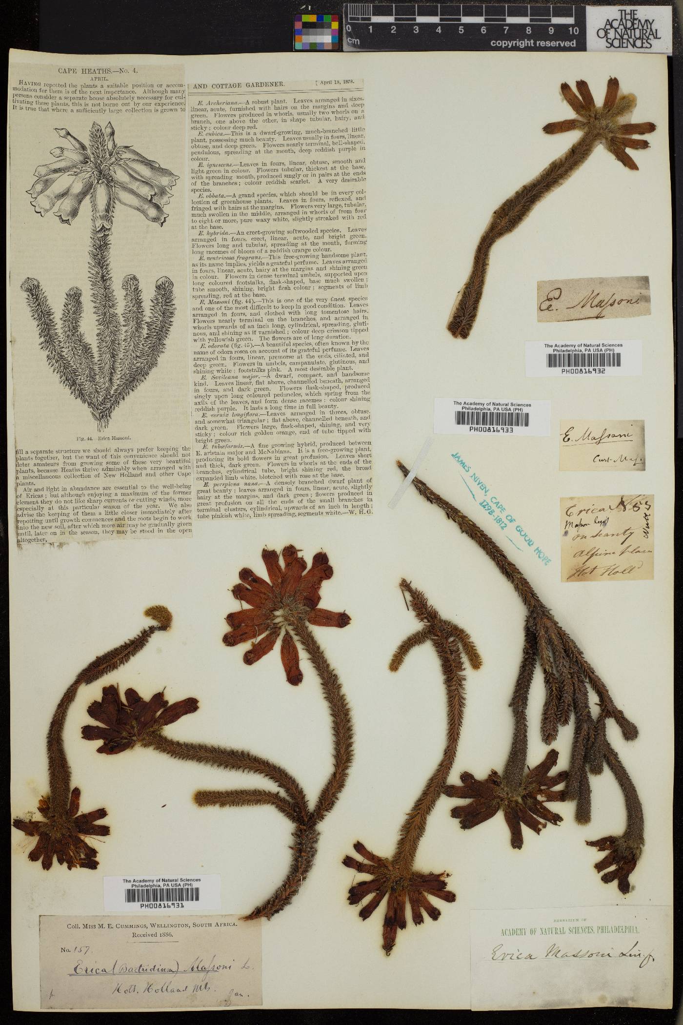 Erica massonii image