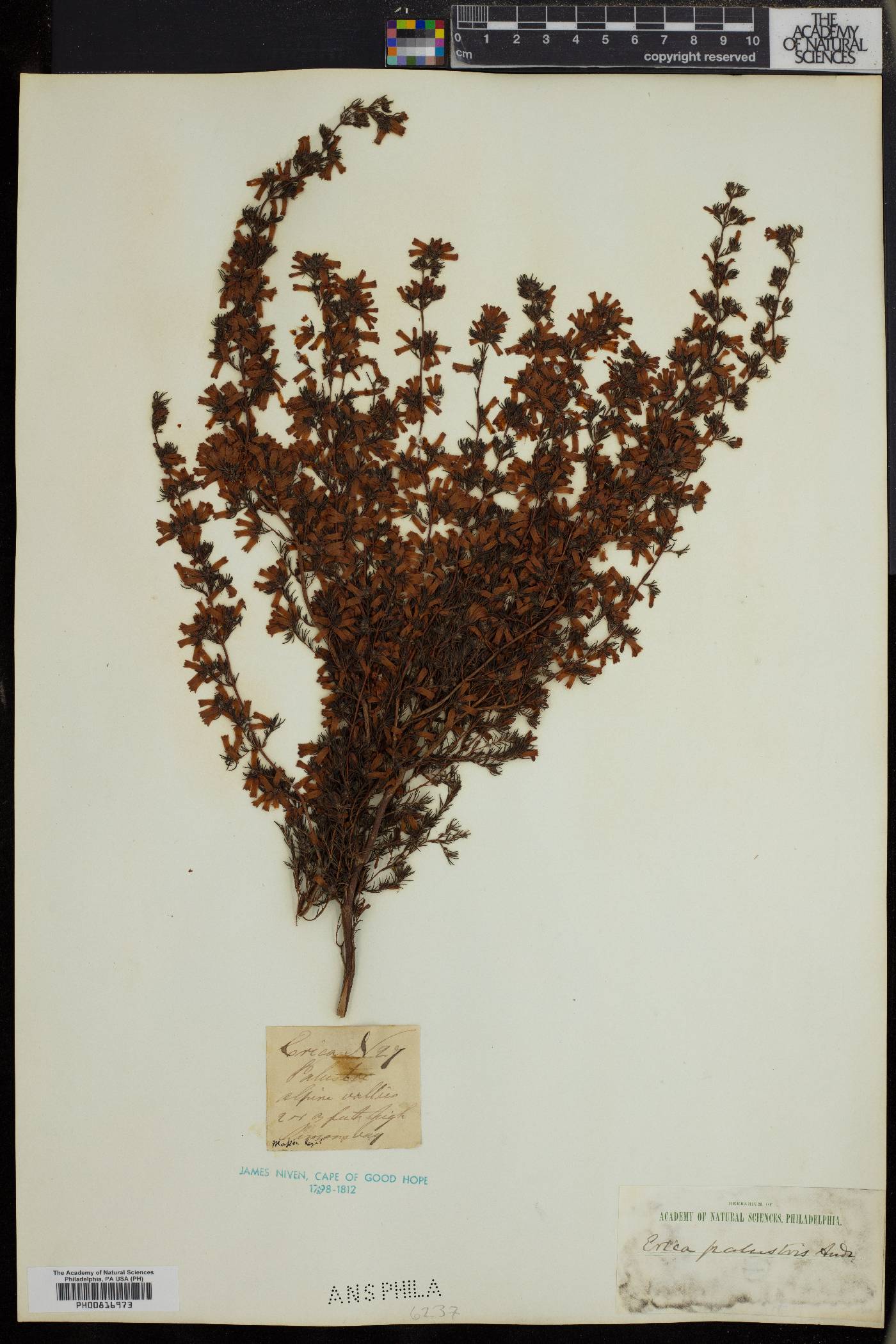 Erica cyrilliflora image