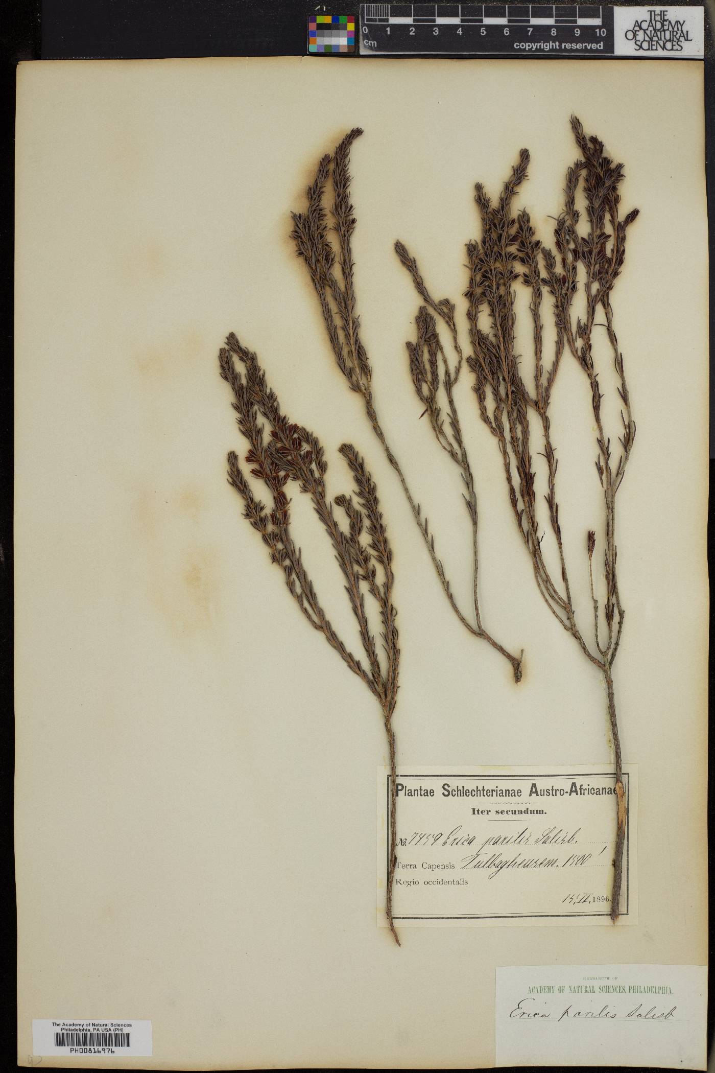 Erica parilis image