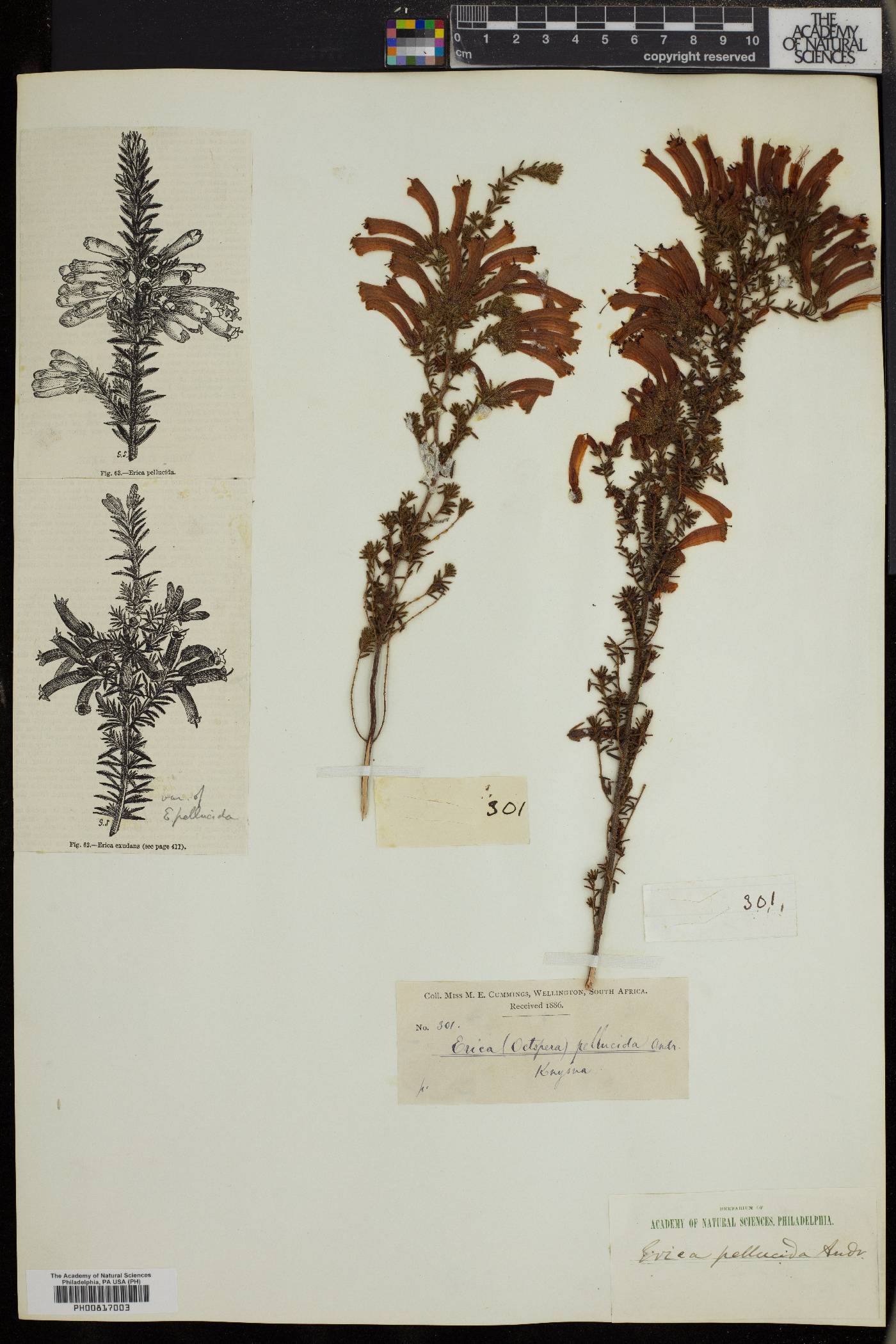 Erica pellucida image