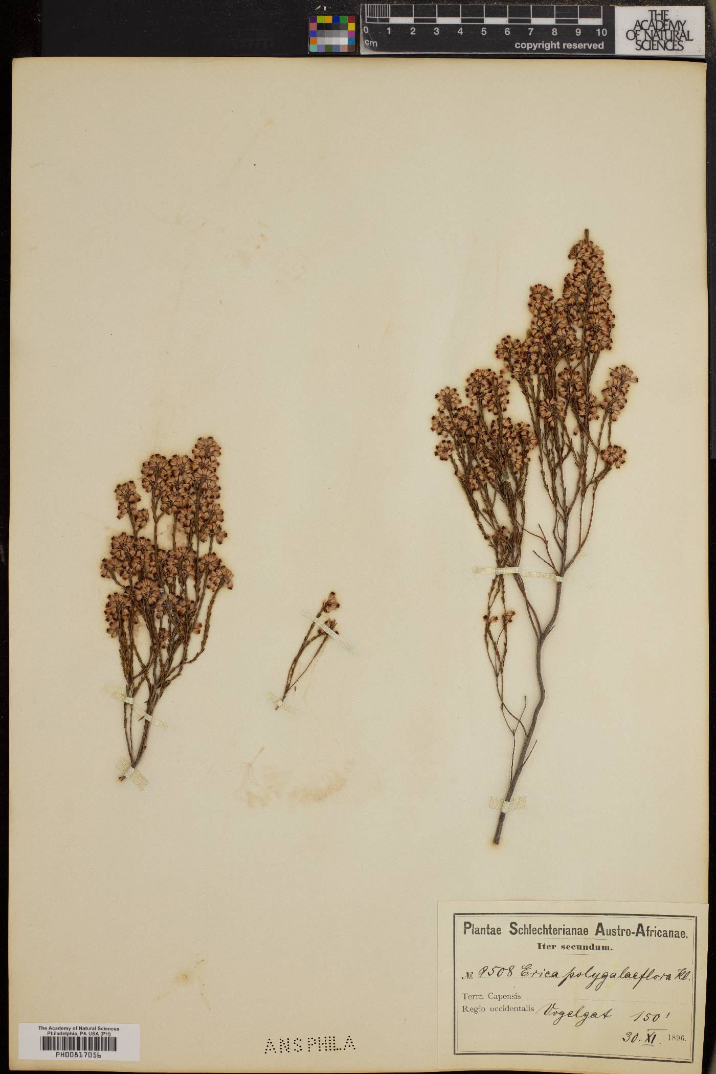 Erica articularis image