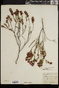 Erica pulchella image