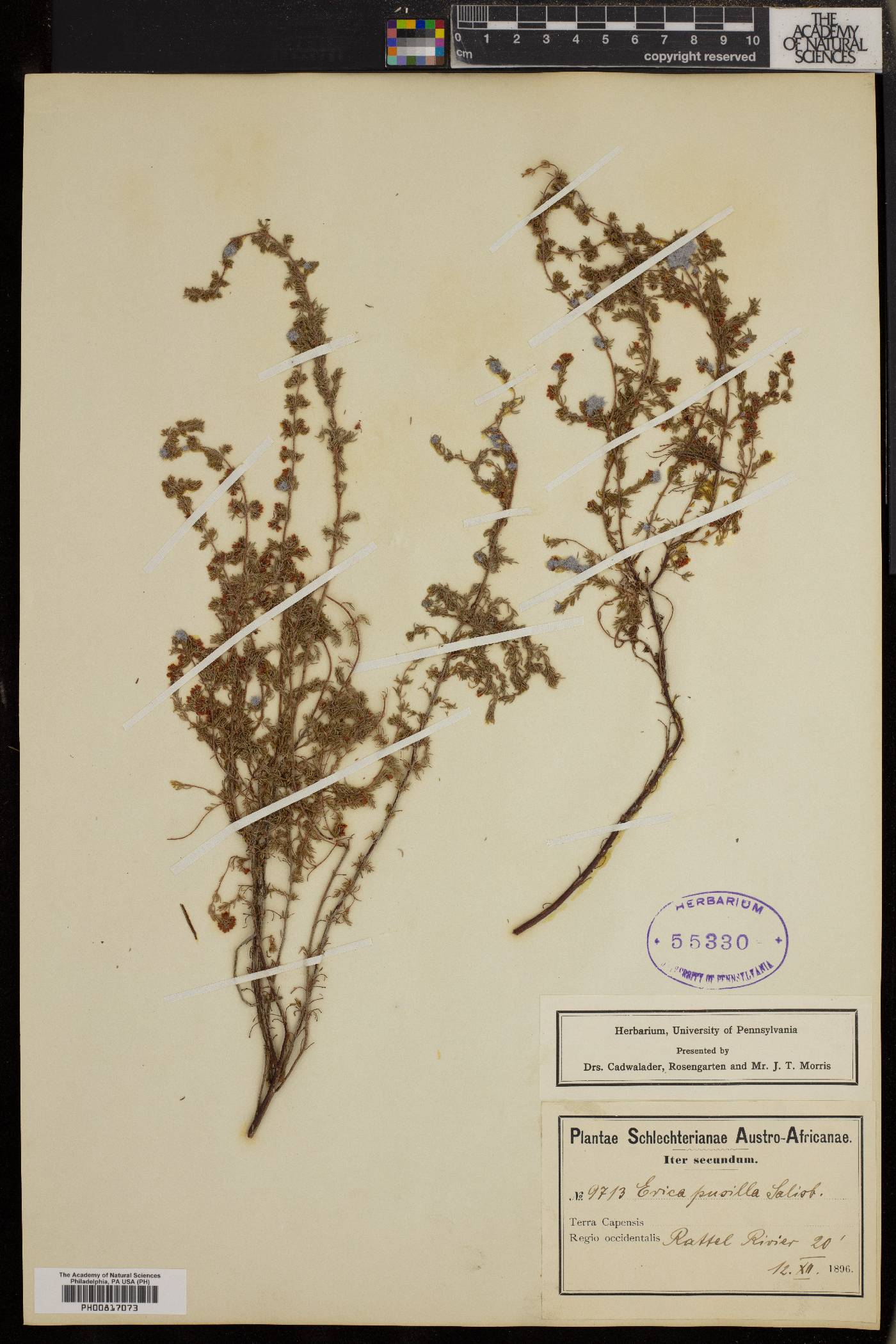 Erica canescens image