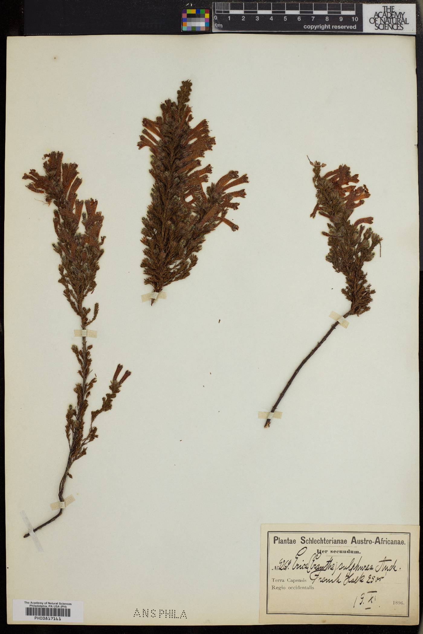 Erica stagnalis subsp. stagnalis image