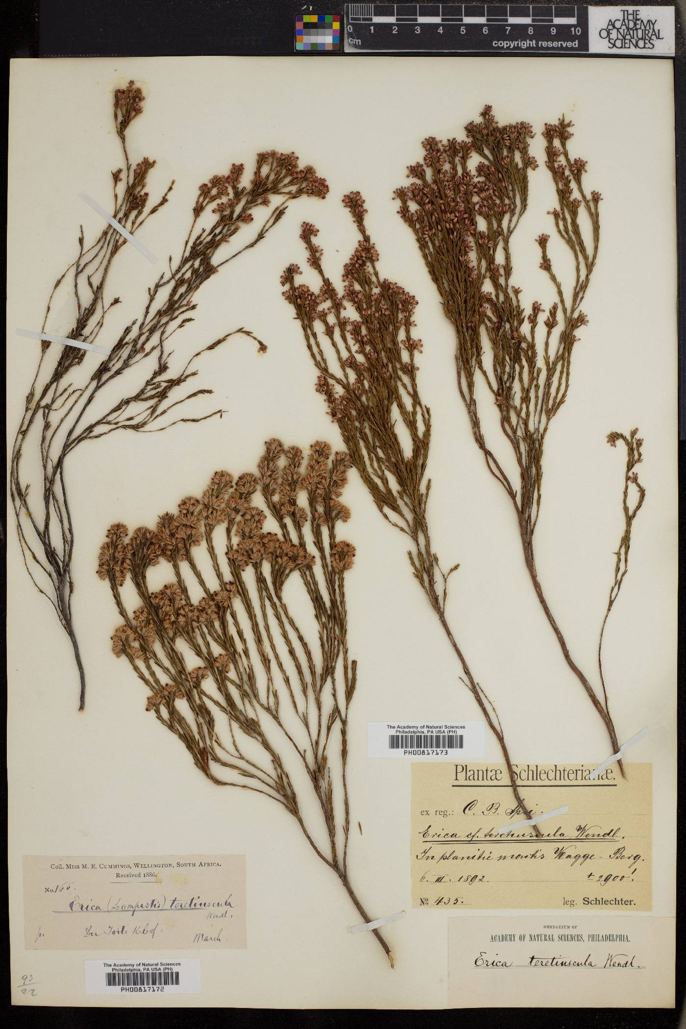 Erica articularis image