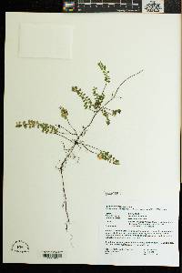 Gaultheria hispidula image