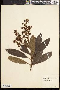 Arbutus canariensis image