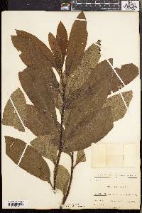 Arbutus canariensis image