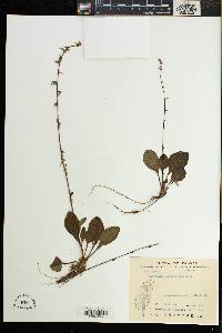 Ainsliaea henryi image