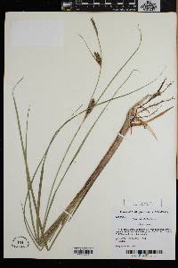 Carex striata image