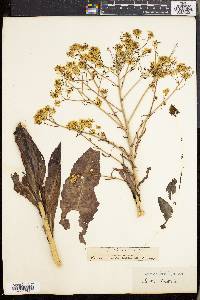 Isatis tinctoria image