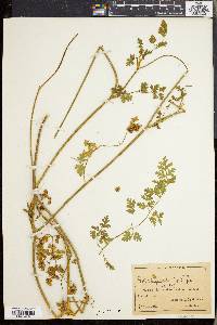 Daucus incognitus image