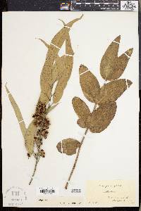 Eucalyptus globulus image