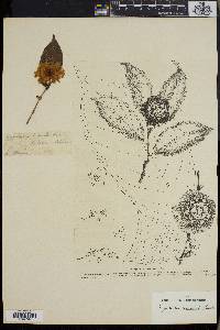 Napoleonaea imperialis image