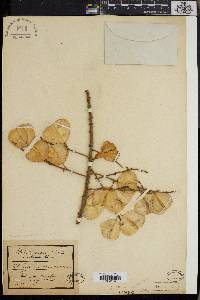 Combretum platypterum image