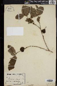 Combretum molle image
