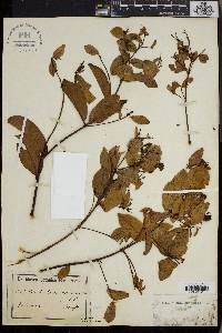 Combretum racemosum image