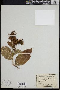 Combretum mossambicense image