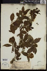 Combretum bracteosum image