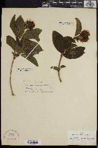 Combretum decandrum image