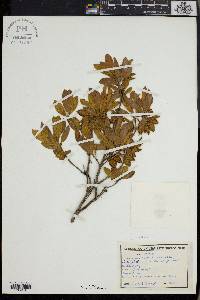 Combretum moggii image