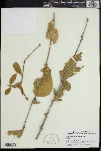 Combretum apiculatum image