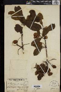 Combretum molle image