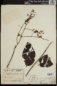Combretum comosum image