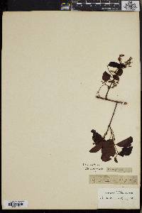 Combretum micranthum image
