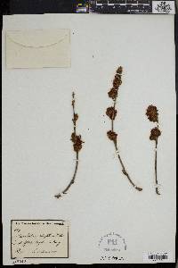 Combretum platypetalum image