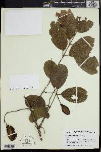 Combretum zeyheri image