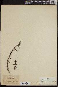 Ammannia auriculata image