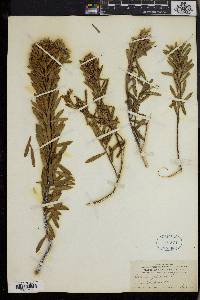 Daphne gnidium image