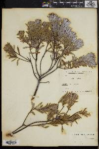 Daphne gnidium image