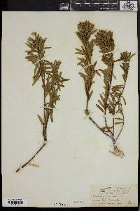 Daphne gnidium image