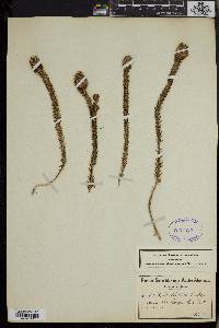 Stilbe albiflora image