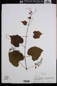 Vitis riparia image