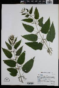 Urtica dioica image