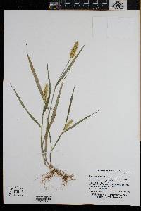 Setaria pumila image